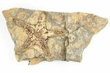 Ordovician Starfish (Petraster?) Fossil - Morocco #193736-1